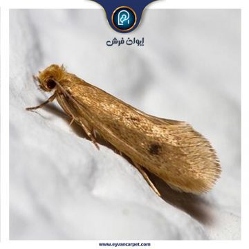 راهنمای مقابله با بیدزدگی فرش